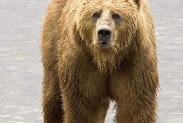 Bear 7