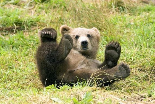 Bear 5