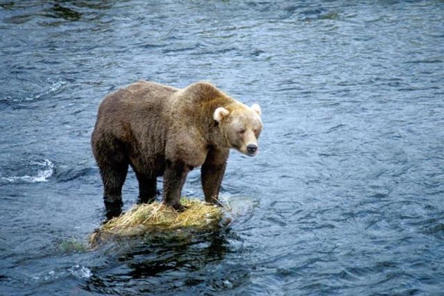 Bear 7