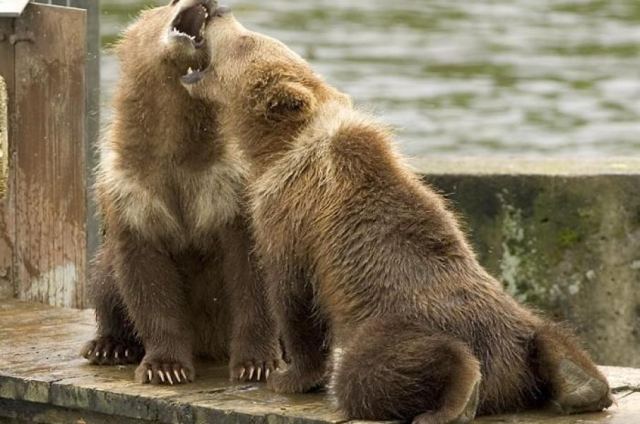 Bear 6