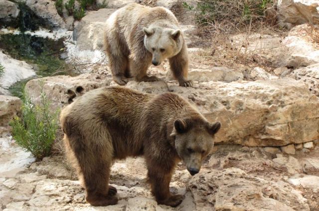 Bear 2