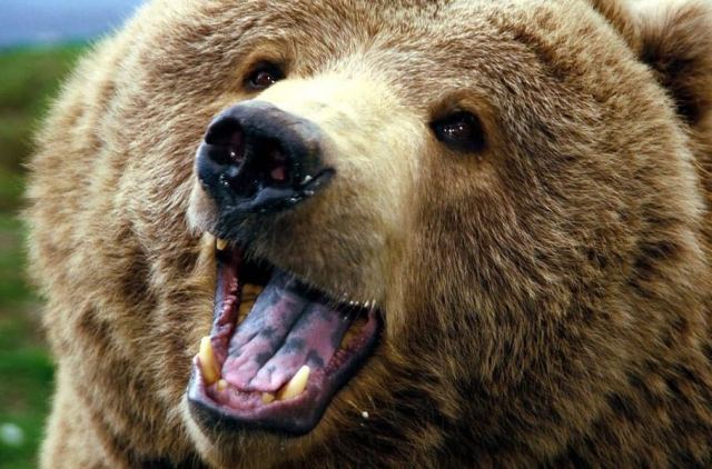 Bear 6