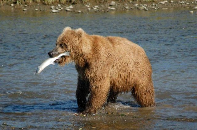 Bear 2