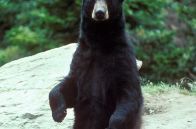 Bear 3