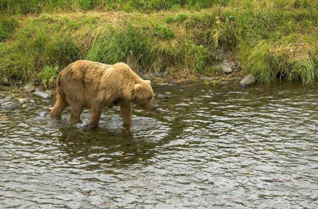 Bear 3