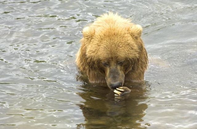 Bear 2