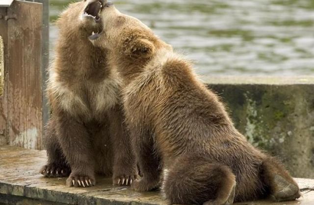Bear 7