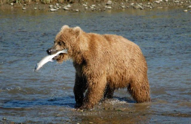 Bear 7