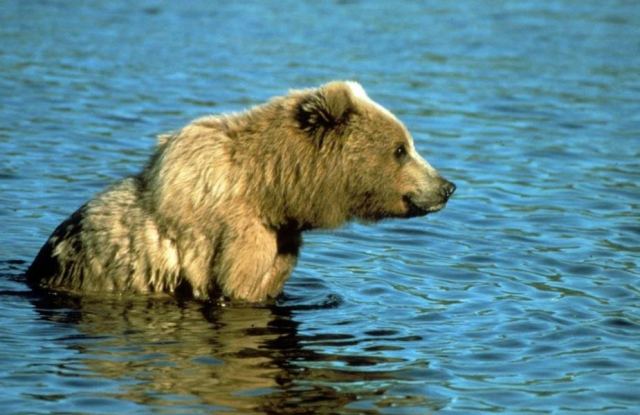 Bear 2