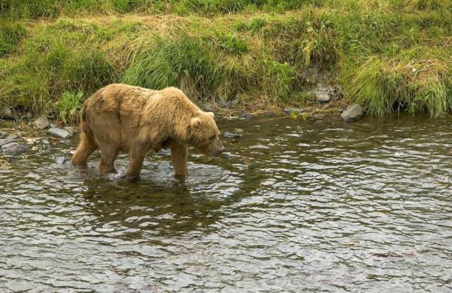 Bear 3