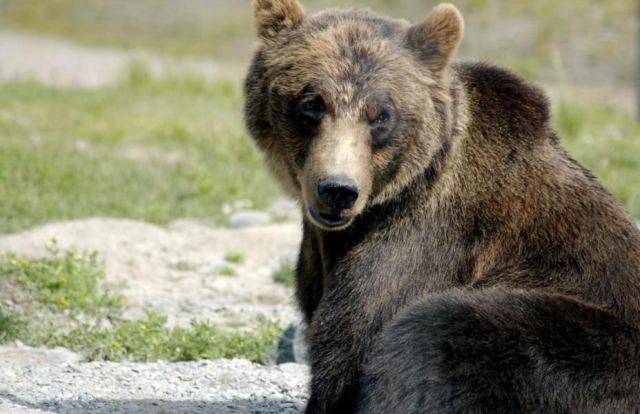 Bear 1