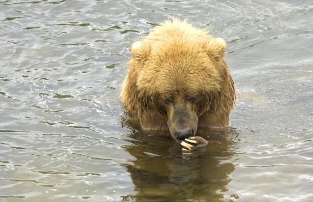Bear 5