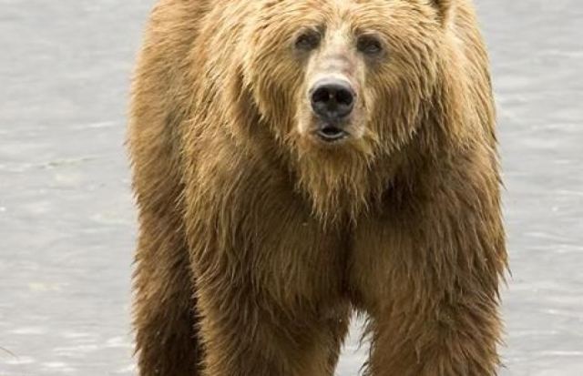Bear 1