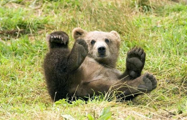 Bear 1