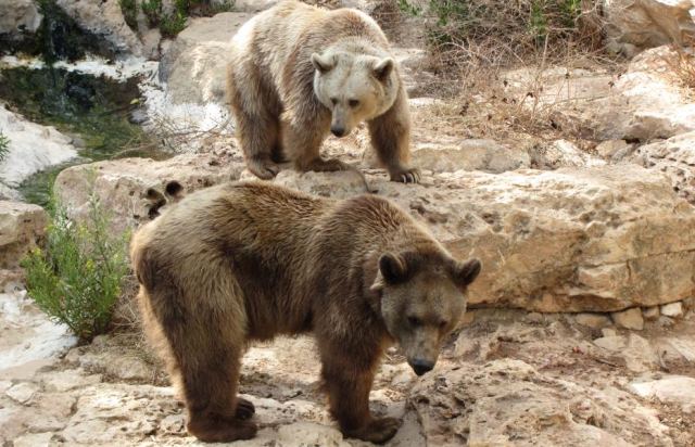 Bear 3
