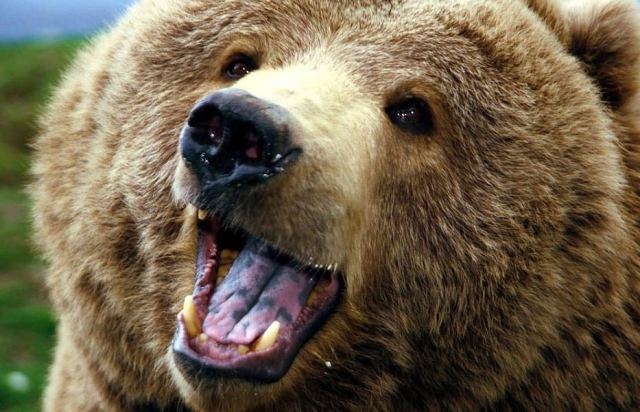 Bear 4