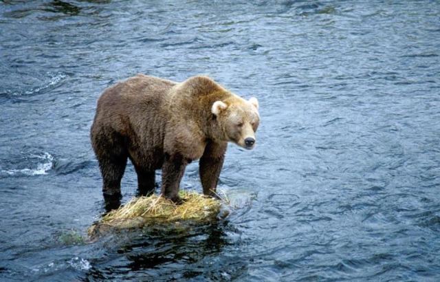 Bear 7