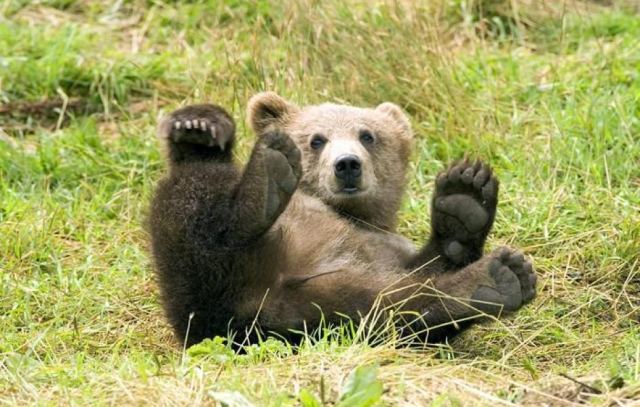 Bear 6