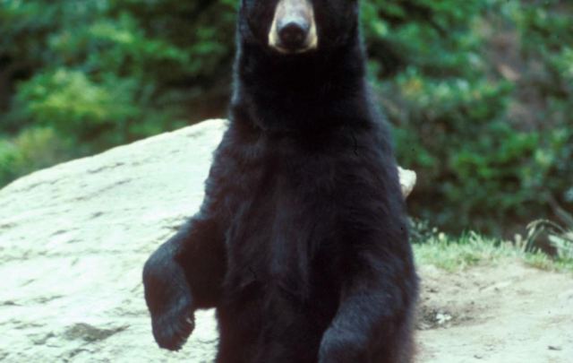 Bear 4