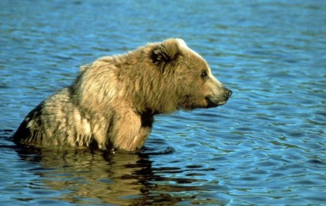 Bear 2