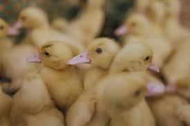 Duck 4