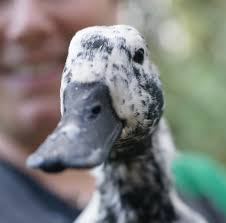 Duck 1