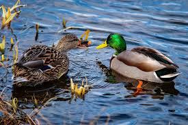 Duck 2