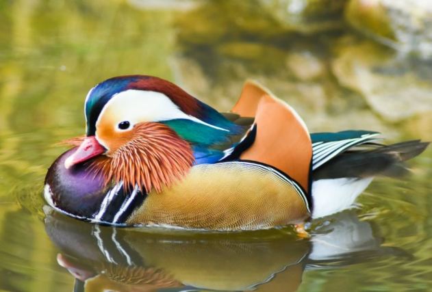 Duck 1