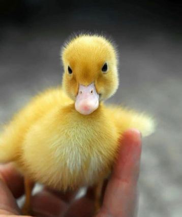 Duck 2