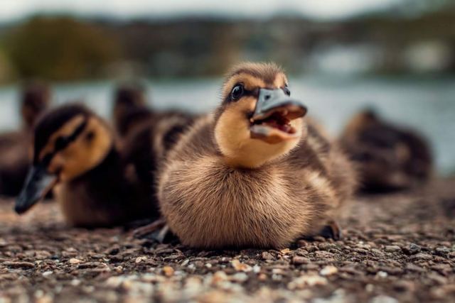 Duck 5