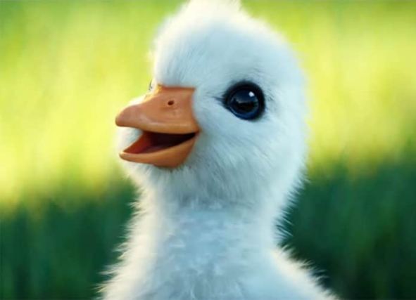 Duck 2