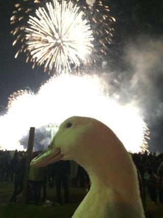 Duck 3