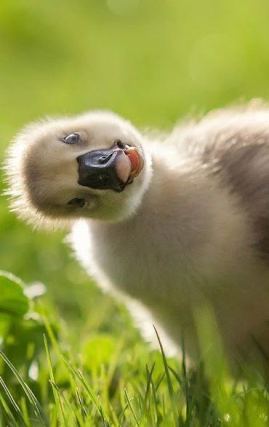 Duck 4