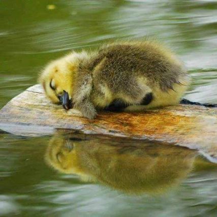 Duck 3