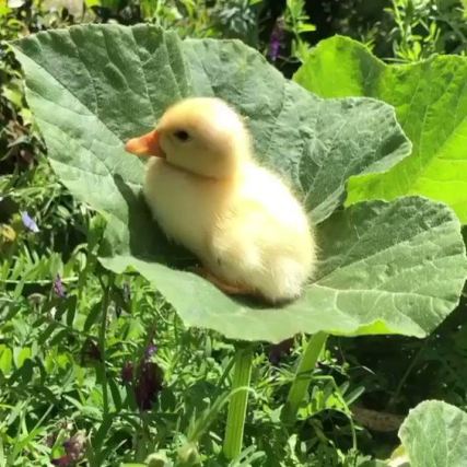 Duck 3