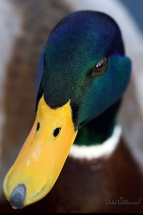 Duck 5