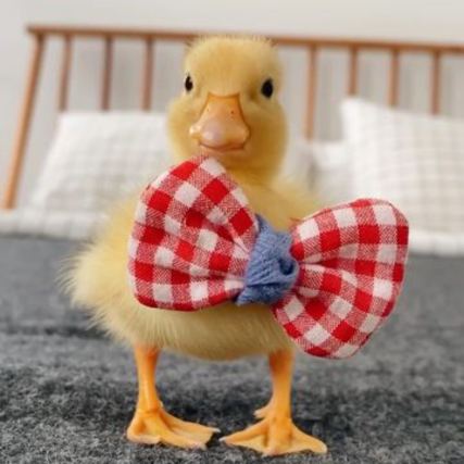Duck 1