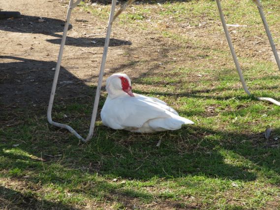 Duck 1