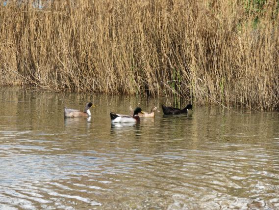 Duck 4