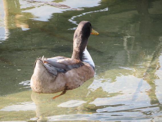Duck 7