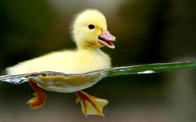 Duck 6