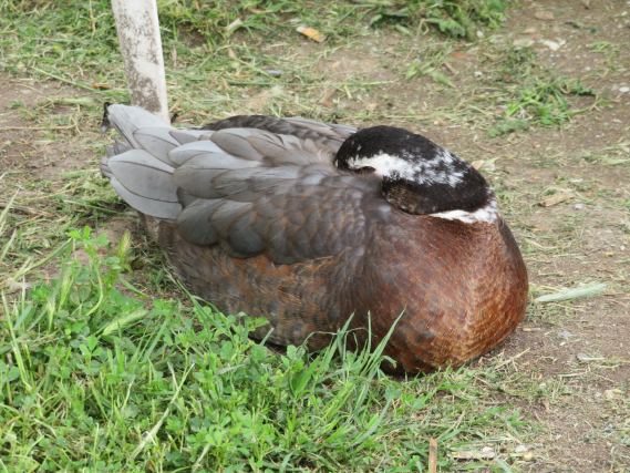 Duck 5