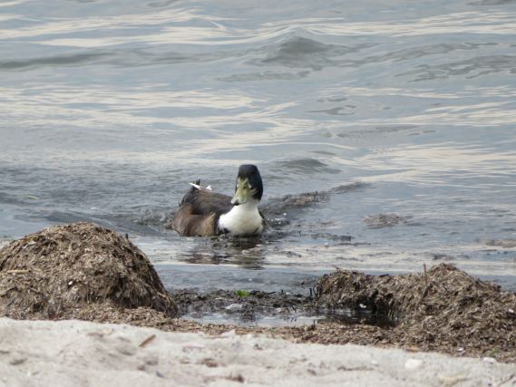 Duck 3