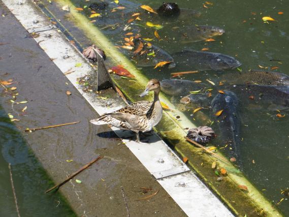 Duck 1