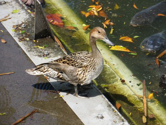 Duck 7