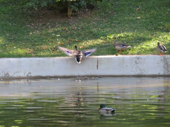 Duck 3