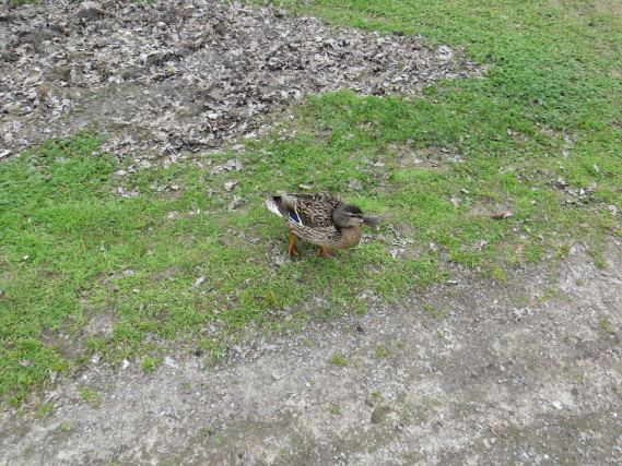 Duck 6