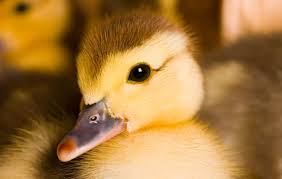 Duck 8