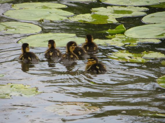 Duck 3