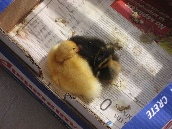Duck 7